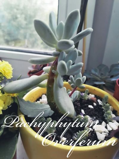 Лот: 16236728. Фото: 1. Pachyphytum Overferum - Пахифитум... Горшечные растения и комнатные цветы