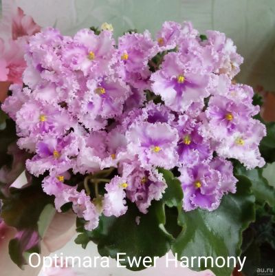 Лот: 17488905. Фото: 1. Фиалка Optimara Ever Harmony -... Горшечные растения и комнатные цветы