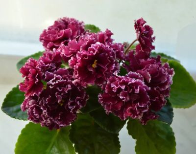 Лот: 9720373. Фото: 1. Сортовая фиалка ЛЕ Маджента (детка... Горшечные растения и комнатные цветы