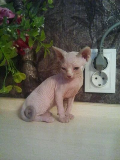 Лот: 7844474. Фото: 1. Продам котенка Канадского сфинкса... Кошки, котята