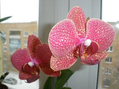 Лот: 3939931. Фото: 1. Taida Salu-red. Горшечные растения и комнатные цветы