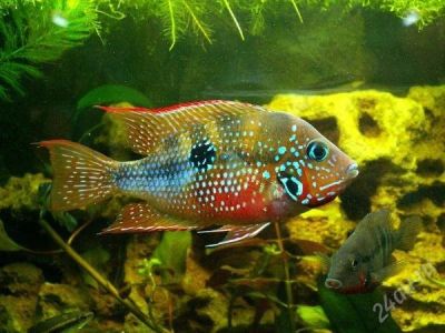 Лот: 2430868. Фото: 1. Цихлазома Эллиота-абсолютно мирная... Рыбки