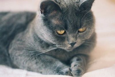 Лот: 3428303. Фото: 1. Кошечка шотландка. Кошки, котята