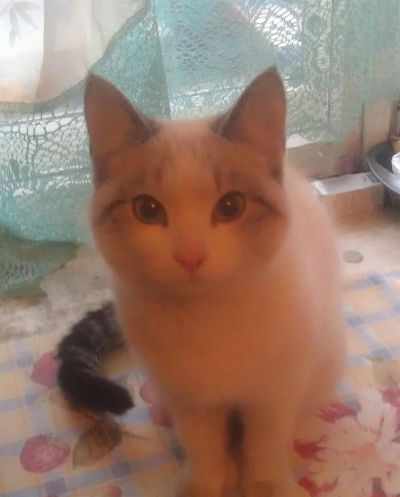 Лот: 3681392. Фото: 1. Бирюзовоглазый найденыш. Кошки, котята