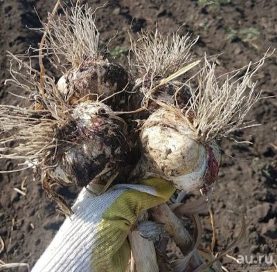 Лот: 13988694. Фото: 1. Чеснок озимый "Белый лебедь". Овощи