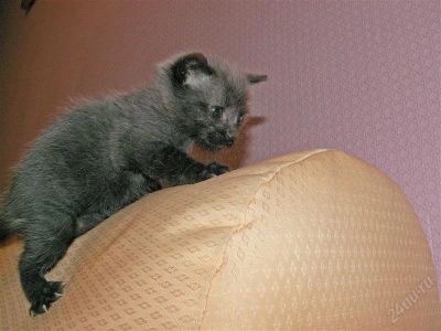 Лот: 905609. Фото: 1. Котенок. Остальные животные