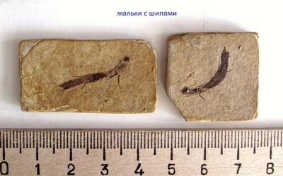 Лот: 16283242. Фото: 1. Отпечаток мальков ископаемых рыб... Минералы и окаменелости