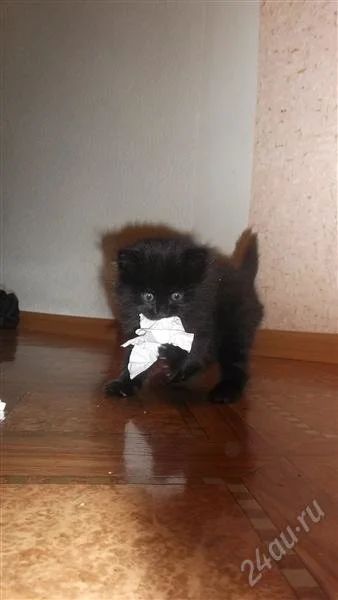 Лот: 2252630. Фото: 1. кошечка ждет своих хозяев к новому... Кошки, котята