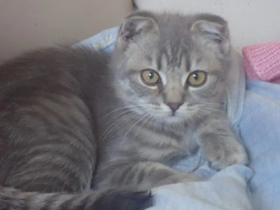 Лот: 4279827. Фото: 1. Ласковый шотландский котёнок!. Кошки, котята
