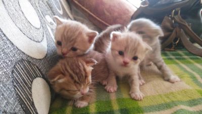 Лот: 7872179. Фото: 1. Шотландские котята. Кошки, котята