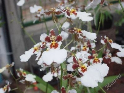 Лот: 2119971. Фото: 1. орхидея Onc. Kampangsaen White. Горшечные растения и комнатные цветы