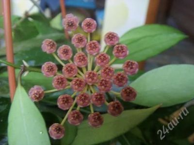 Лот: 1394342. Фото: 1. Хойя грацилис (Hoya gracilis). Горшечные растения и комнатные цветы