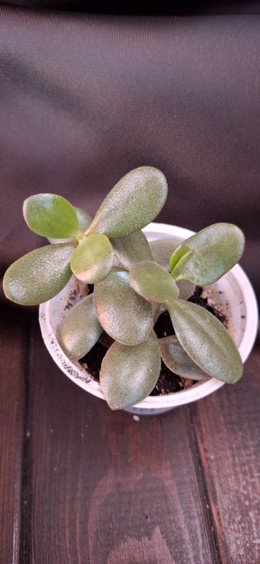 Лот: 8678257. Фото: 1. Крассула (Crassula ovata) - Денежное... Горшечные растения и комнатные цветы