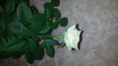 Лот: 16430745. Фото: 1. Роза комнатная. Горшечные растения и комнатные цветы