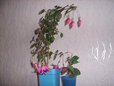 Лот: 956703. Фото: 1. фуксия-. Горшечные растения и комнатные цветы