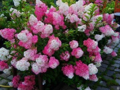 Лот: 13483371. Фото: 1. Гортензия Фрайз Мельба (Fraise... Садовые цветы