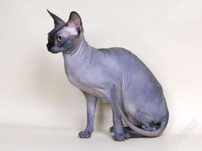 Лот: 1229283. Фото: 1. Котята сфинкса. Кошки, котята