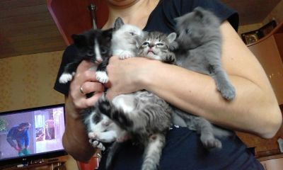 Лот: 8283900. Фото: 1. отдам котят в добрые руки. Кошки, котята