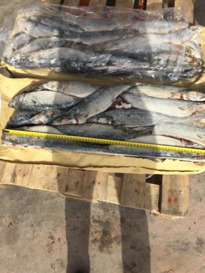 Лот: 11373277. Фото: 1. Скумбрии 400+ крупная. Икра, рыба, морепродукты