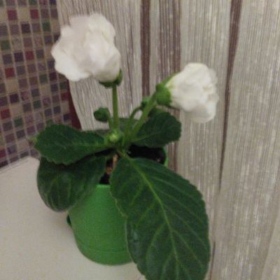 Лот: 18152496. Фото: 1. Глоксинии белая. Горшечные растения и комнатные цветы