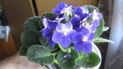 Лот: 897146. Фото: 1. Лист фиалки "Ultraviolet". Горшечные растения и комнатные цветы