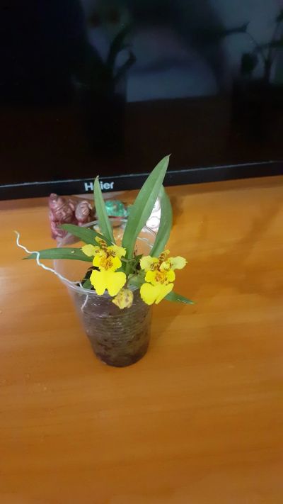 Лот: 19141256. Фото: 1. Орхидея Толумнея. Горшечные растения и комнатные цветы