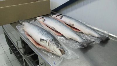 Лот: 10663293. Фото: 1. Семга Лосось Рыба Морепродукты... Икра, рыба, морепродукты
