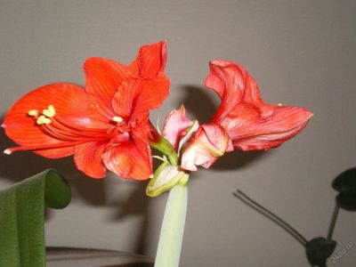 Лот: 5700153. Фото: 1. Амарилис с 1 руб 2 луковицы. Горшечные растения и комнатные цветы
