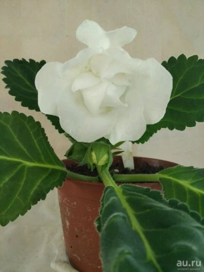 Лот: 11720470. Фото: 1. Глоксиния Тидея Белая махровая... Горшечные растения и комнатные цветы