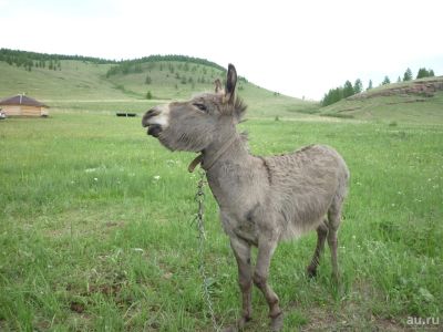 Лот: 15826728. Фото: 1. Осёл (ослик Гоша). Остальные животные