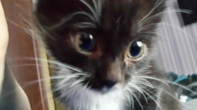 Лот: 4895052. Фото: 1. Отдам котенка. Кошки, котята