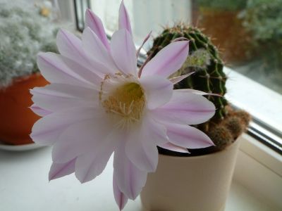 Лот: 11905455. Фото: 1. кактус. Горшечные растения и комнатные цветы