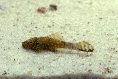 Лот: 2993670. Фото: 1. Сомик анциструс 5 мальков. Рыбки