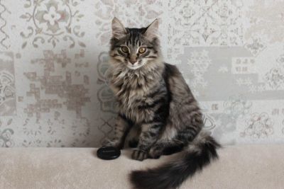Лот: 17562380. Фото: 1. Супер Котик. Кошки, котята