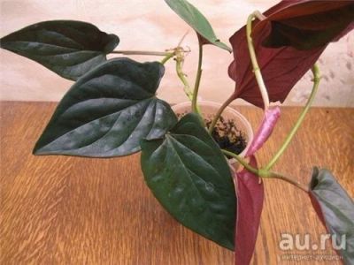 Лот: 2721876. Фото: 1. Сингониум Erythrophyllum. Горшечные растения и комнатные цветы
