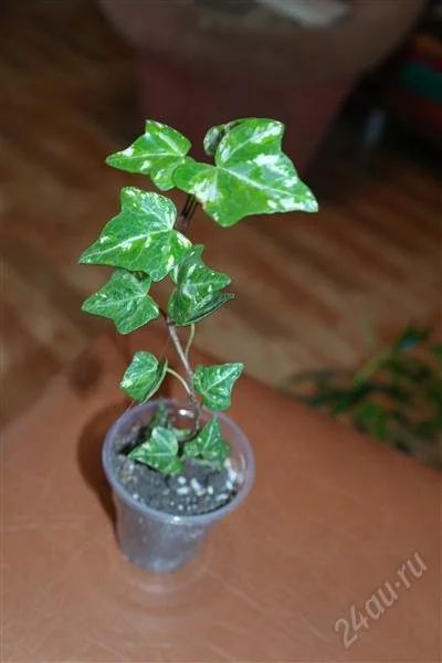 Лот: 2484659. Фото: 1. плющ пестролистный. Горшечные растения и комнатные цветы