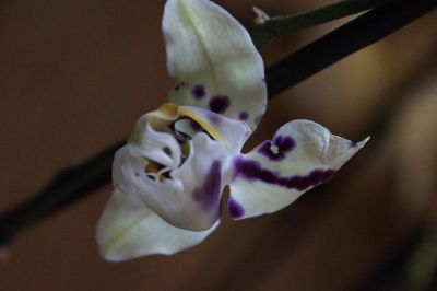 Лот: 5628394. Фото: 1. Орхидея Phalaenopsis белая в крап... Горшечные растения и комнатные цветы