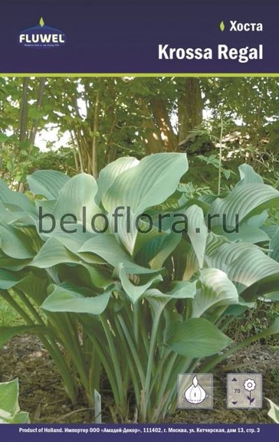 Лот: 15769130. Фото: 1. Хоста Krossa Regal, 1 корень. Садовые цветы