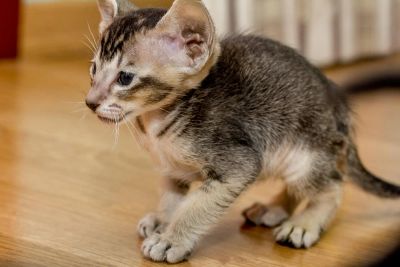 Лот: 6664485. Фото: 1. Ориентальный котик Игги. Кошки, котята