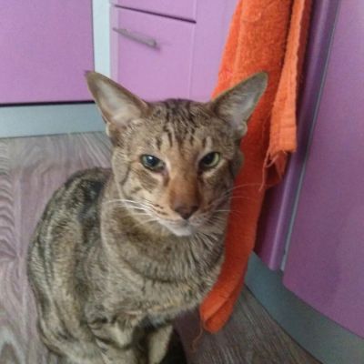 Лот: 10832517. Фото: 1. Коту требуется кошка ориентальной... Кошки, котята