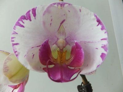 Лот: 6960964. Фото: 1. Орхидея Phal. Lightning цветёт. Горшечные растения и комнатные цветы