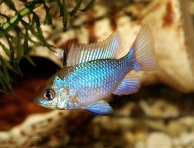 Лот: 3832600. Фото: 1. Апистограмма рамирези "blue... Рыбки