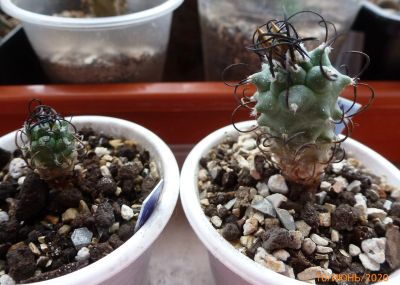 Лот: 13483672. Фото: 1. Кактус Turbinicarpus El. Huizaehe. Горшечные растения и комнатные цветы
