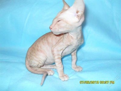 Лот: 1670849. Фото: 1. сфинкс с уникальным леопардовым... Кошки, котята