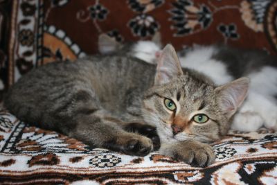 Лот: 20995332. Фото: 1. Котенок в добрые руки. Кошки, котята