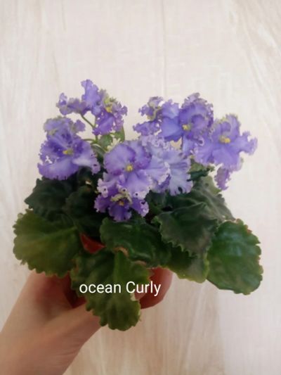 Лот: 18951573. Фото: 1. Цветущая фиалка Ocean Curly. Горшечные растения и комнатные цветы