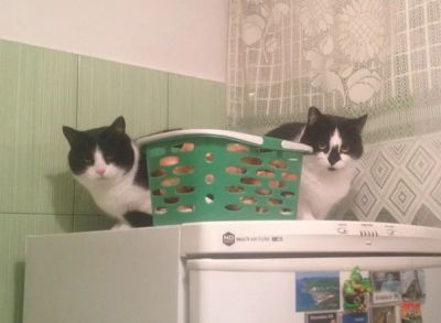 Лот: 4880960. Фото: 1. Пара кошачих. Кошки, котята