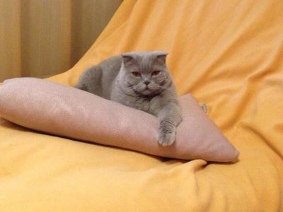 Лот: 14451381. Фото: 1. отдам кошку шотландскую-вислоухую... Кошки, котята