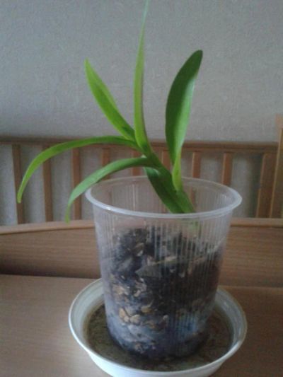 Лот: 11266232. Фото: 1. Орхидея Дендробиум нобиле. Горшечные растения и комнатные цветы