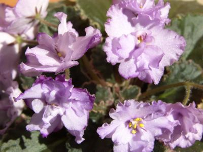 Лот: 3910333. Фото: 1. Фиалка Buckeye Blushing (P.Hancock... Горшечные растения и комнатные цветы